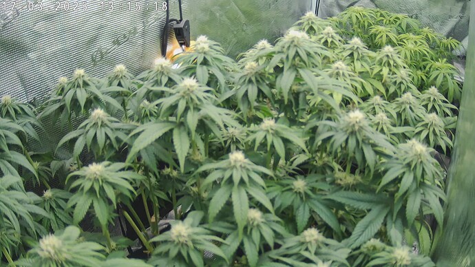 Growreport Bild 11