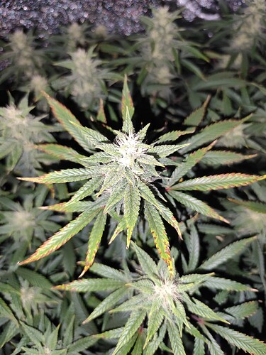 Growreport Bild 1