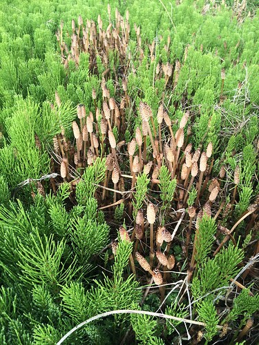 Acker_Equisetum_arvense_(Field_Horsetail)_MRD