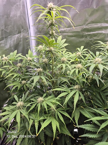 Growreport Bild 5