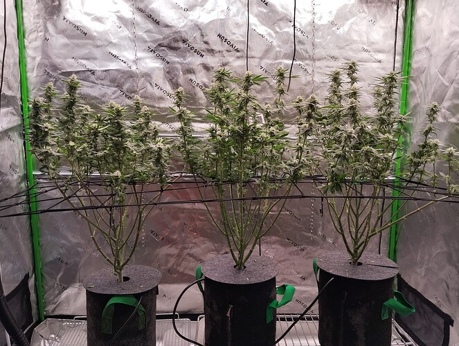 Growreport Bild 6