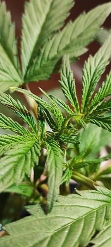 Growreport Bild 7