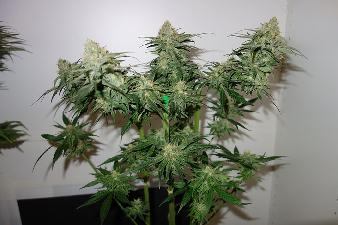 Growreport Bild 17