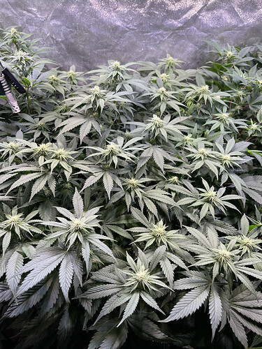 Growreport Bild 6