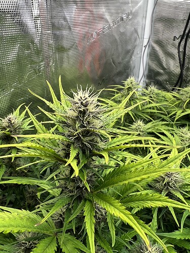 Growreport Bild 1