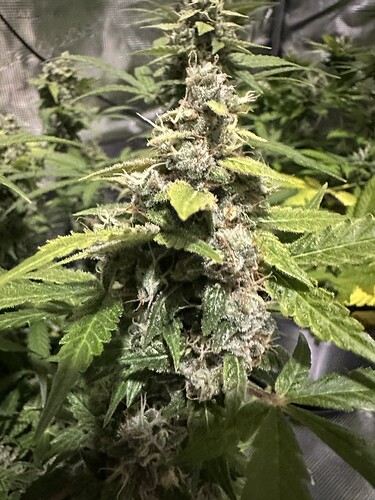 Growreport Bild 20
