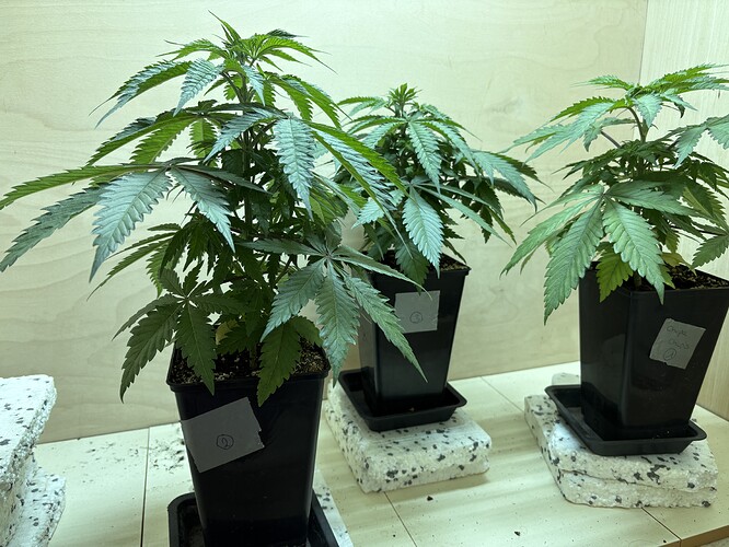 Growreport Bild 3