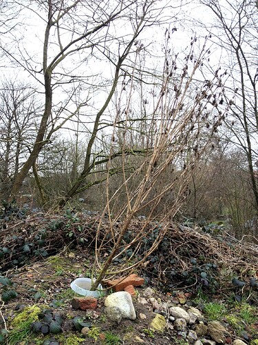 Growreport Bild 6