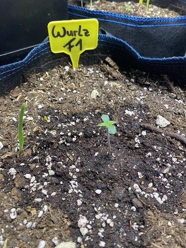 Growreport Bild 2
