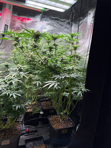 Growreport Bild 65