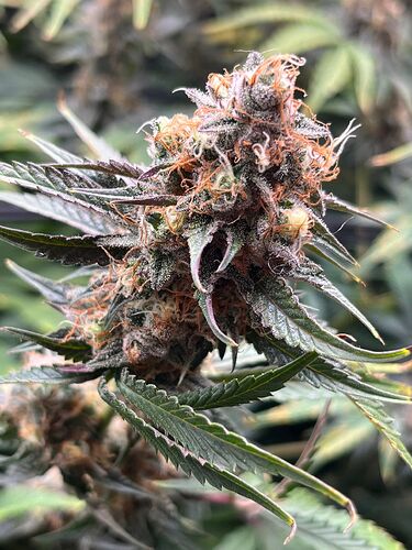 WhatsApp Image 2025-11-03 at 00.14.05 (4)