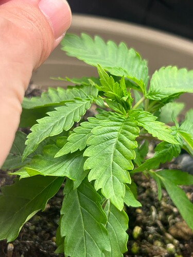 Growreport Bild 6