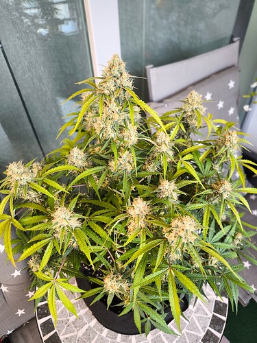 Growreport Bild 1