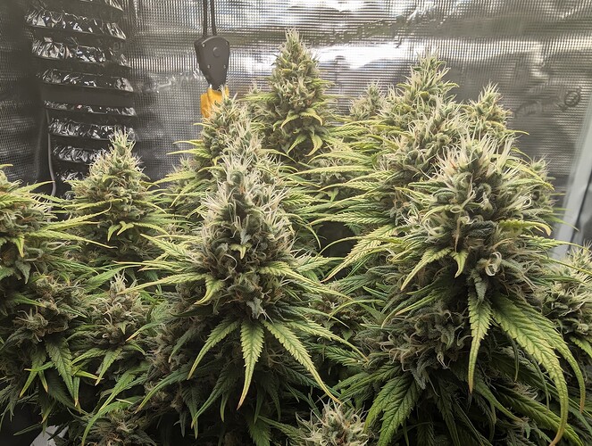 Growreport Bild 11