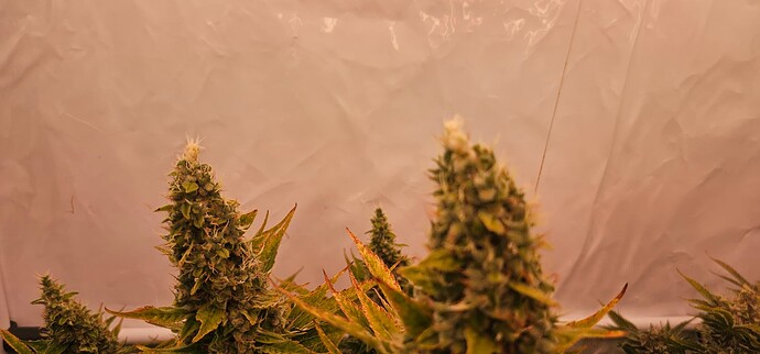 Growreport Bild 4
