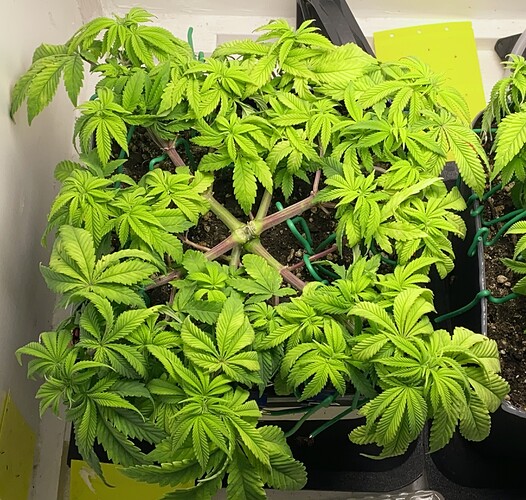 Growreport Bild 22