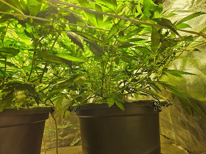 Growreport Bild 7