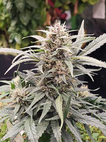 Growreport Bild 18