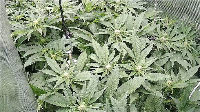 Growreport Bild 27