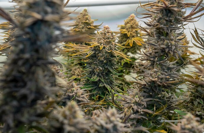 Growreport Bild 13