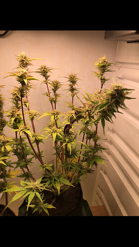 Growreport Bild 8