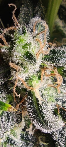 Growreport Bild 27