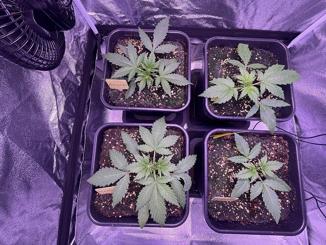 Growreport Bild 24