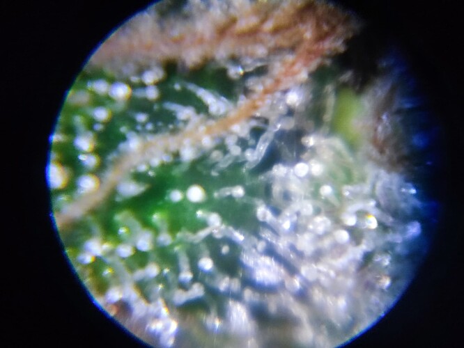 Growreport Bild 46
