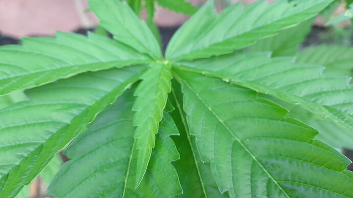 Growreport Bild 3