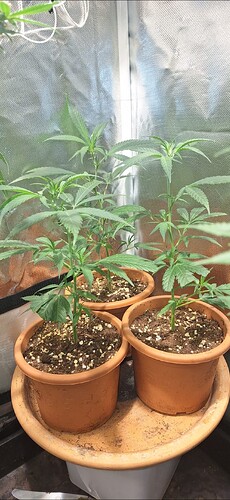 Screenshot_20250513_125659_WhatsApp