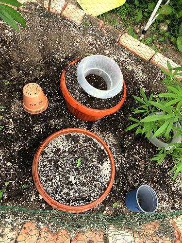 Grow26071308