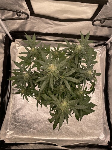 Growreport Bild 4