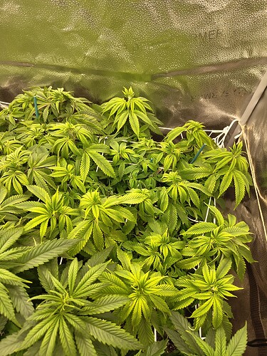 IMG_20240428_124850993