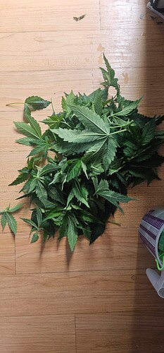 Growreport Bild 2