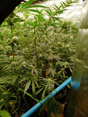 Mehrere Cannabispflanzen in der Blütephase, mit sichtbaren Blütenansätzen und vielen Blättern. Die Pflanzen stehen dicht beieinander in einem Growzelt.