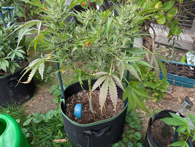 Growreport Bild 2