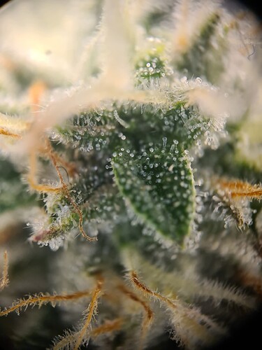 Growreport Bild 6