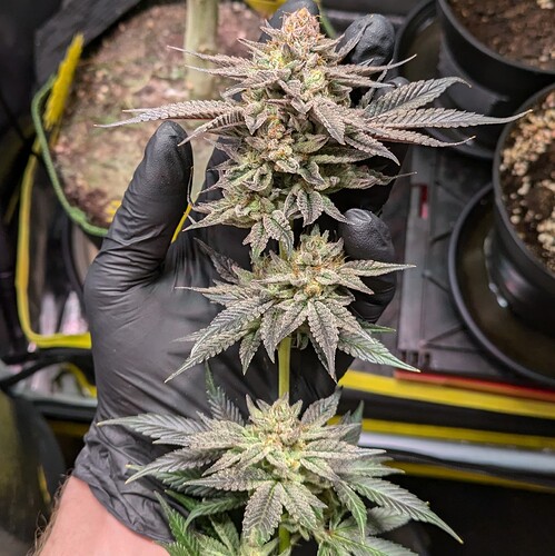 Growreport Bild 9