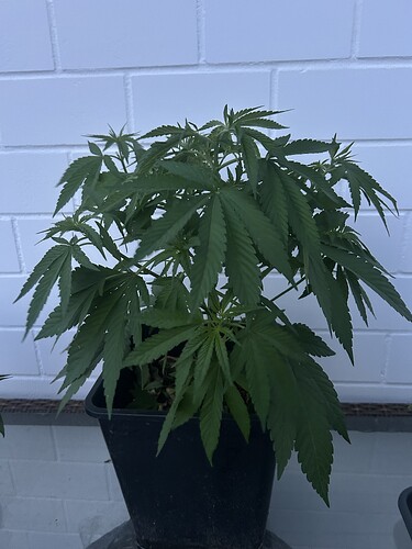 Growreport Bild 58