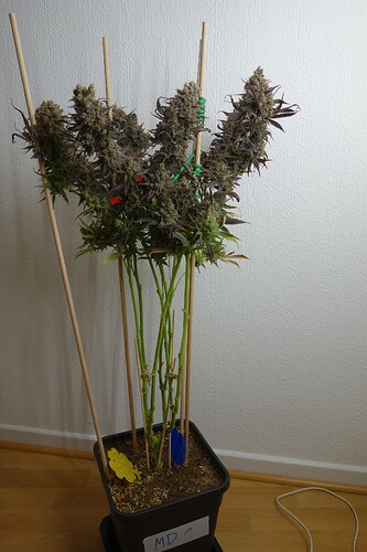 Growreport Bild 18