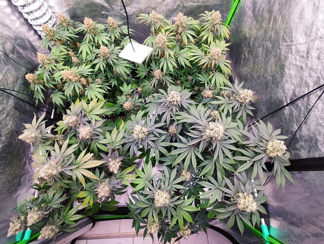Growreport Bild 34