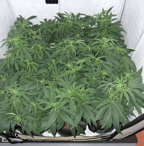 Growreport Bild 16