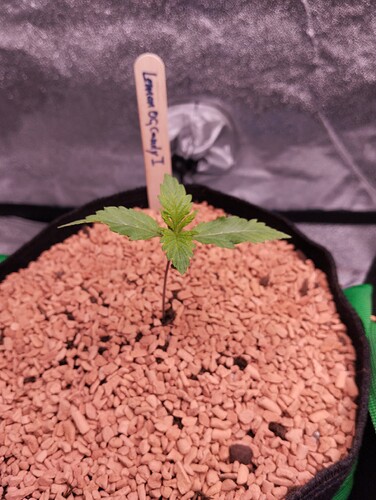 IMG_20241127_182658 - Kopie