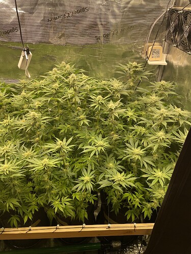 Mehrere Cannabis-Pflanzen in der Blütephase in einem Growzelt, mit sichtbaren Blütenansätzen und dichtem Blattwerk.