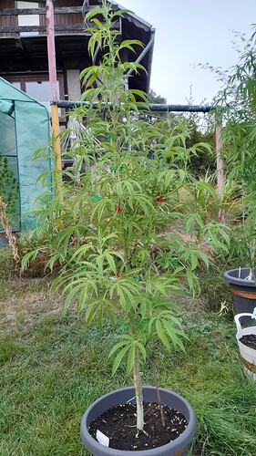 Growreport Bild 21