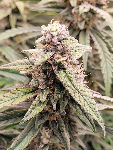 Growreport Bild 4