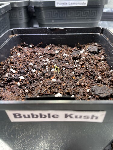Growreport Bild 9