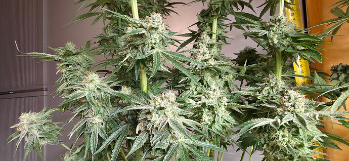 Growreport Bild 39