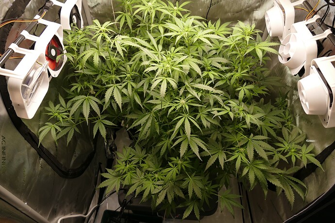 Growreport Bild 2