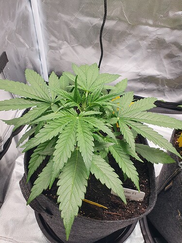 Growreport Bild 3